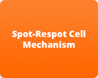 Spot-Respot Cell Mechanism